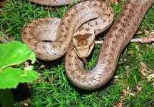 10 Schlingnatter Ederkopf